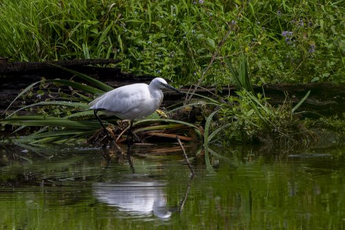 Aigrette garzette