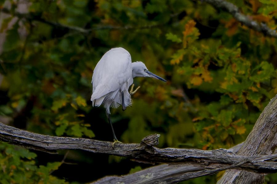 Aigrette