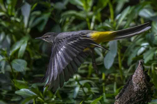 Bergeronnette des ruisseaux