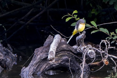 Bergeronnette des ruisseaux