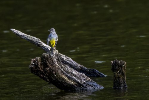 Bergeronnette des ruisseaux