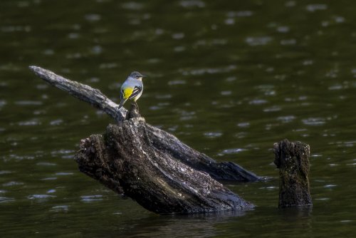 Bergeronnette des ruisseaux