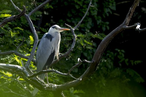 Heron cendré