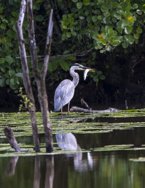 Heron cendré