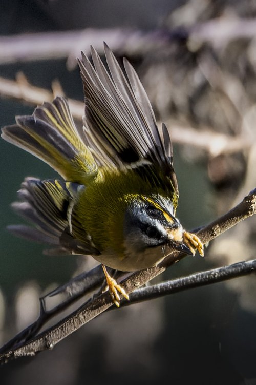 Roitelet à triple bandeaux