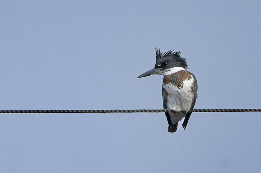Le Martin Pêcheur d'Amérique