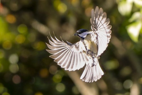 Mésange Charbonnière
