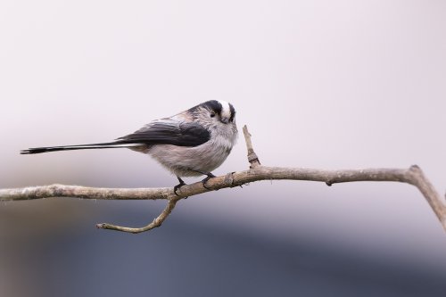 Mésange à longue queue