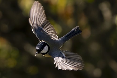Mésange Charbonnière