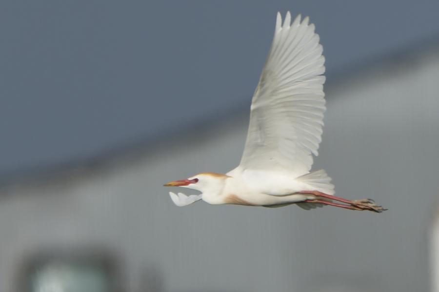 Aigrette
