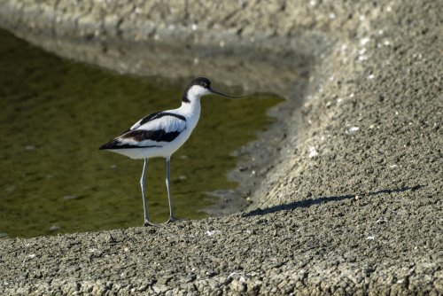 Avocette élégante