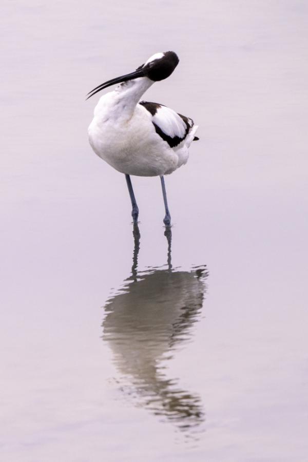 Avocette