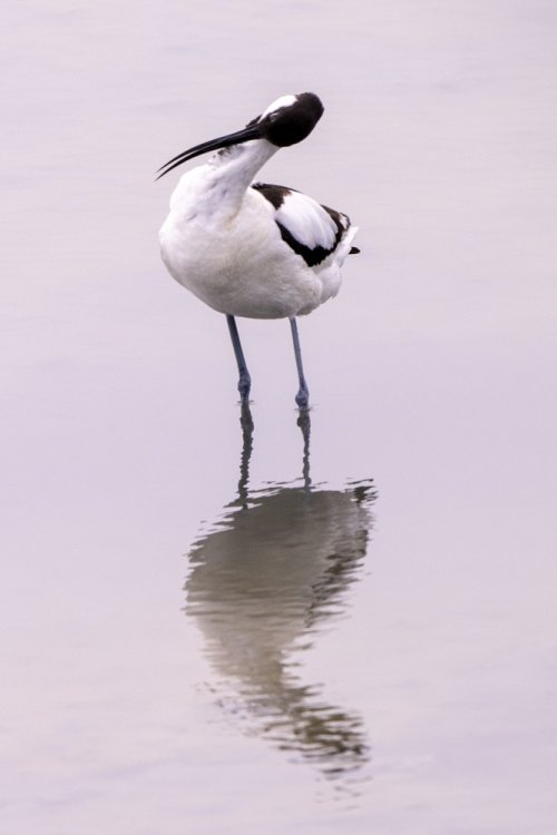 Avocette Elégante