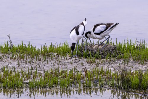 Avocette élégante