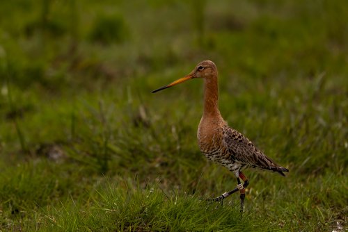 Barge à queue noire