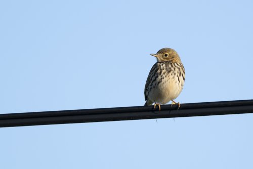 Pipit farlouze