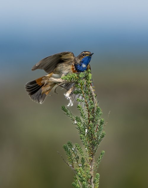 Gorgebleue à miroir