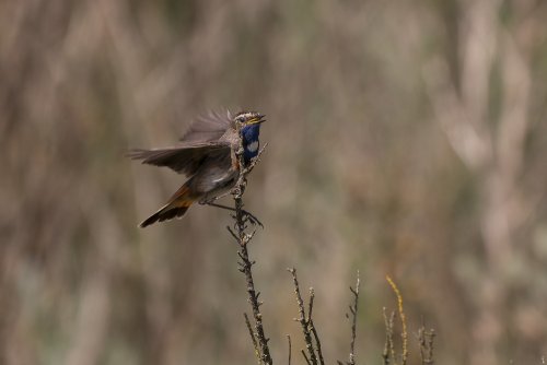 Gorgebleue à miroir