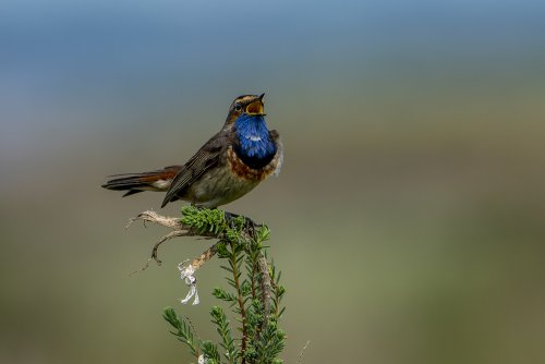 Gorgebleue à miroir