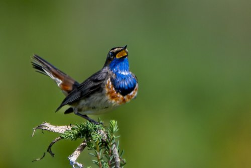 Gorgebleue à miroir