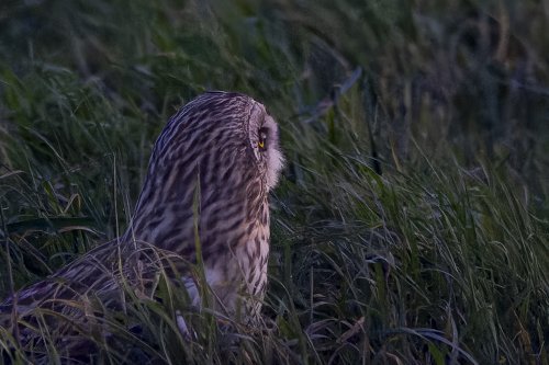 Hibou des marais