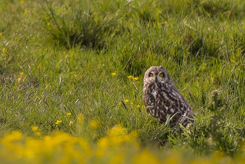 Hibou des marais