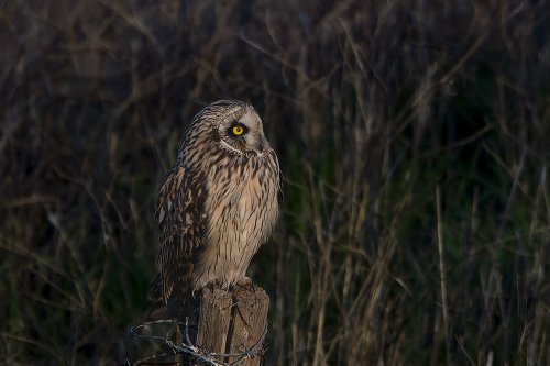 Hibou des marais
