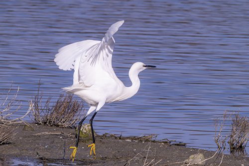 Aigrette garzette