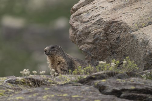 Marmotte