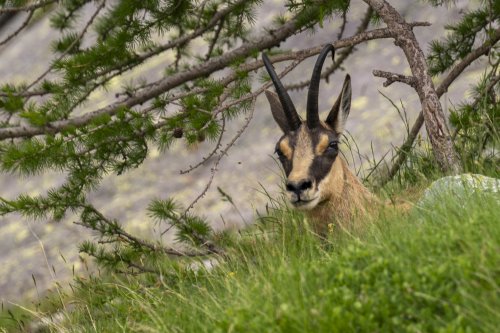 Chamois