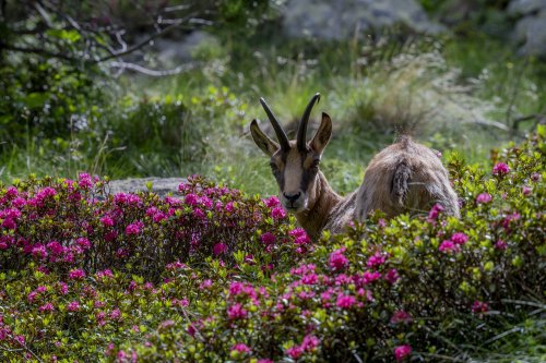 Chamois