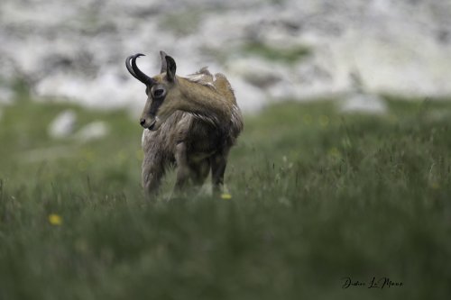 Chamois