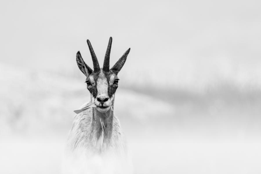 Photographie Animalière