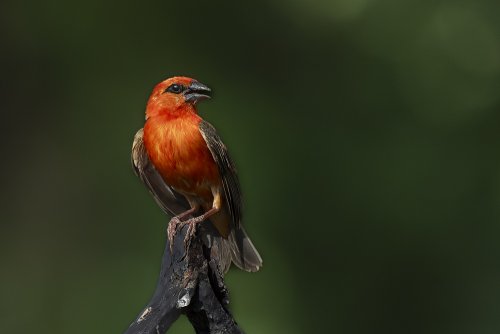 Cardinal
