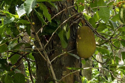 Fruit de l'arbre le Jacquier