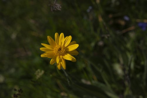 Fleur d'Arnica